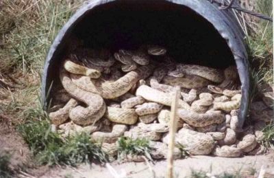 439.jpg