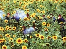 85.jpg
