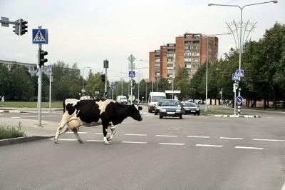 9396.jpg